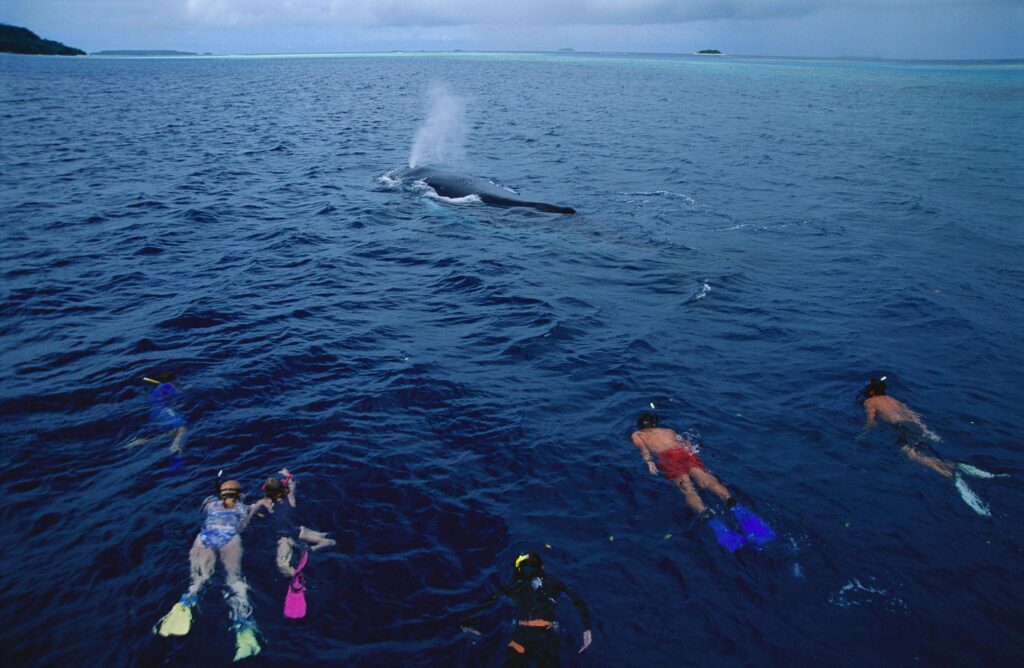 Operators Challenge Whale Licence Decisions as Tourism Sector Seeks Answers